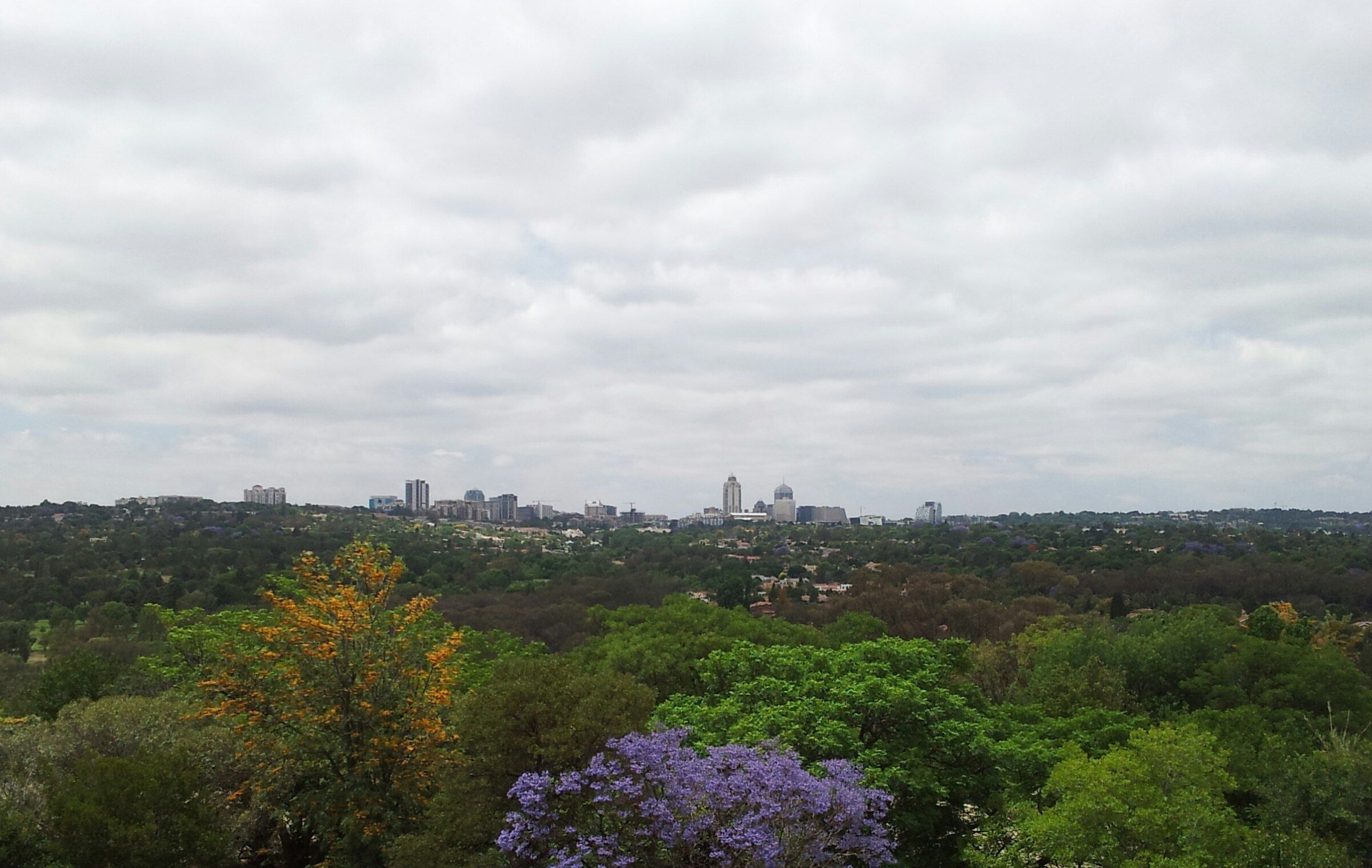 The Sandton skyline in the distance above a wide canopy of trees, with a jacaranda in purple bloom in the foreground